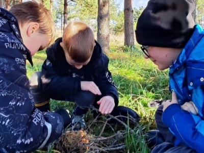 На берегу Оредежа: норы стрижей и костры в осеннем лесу